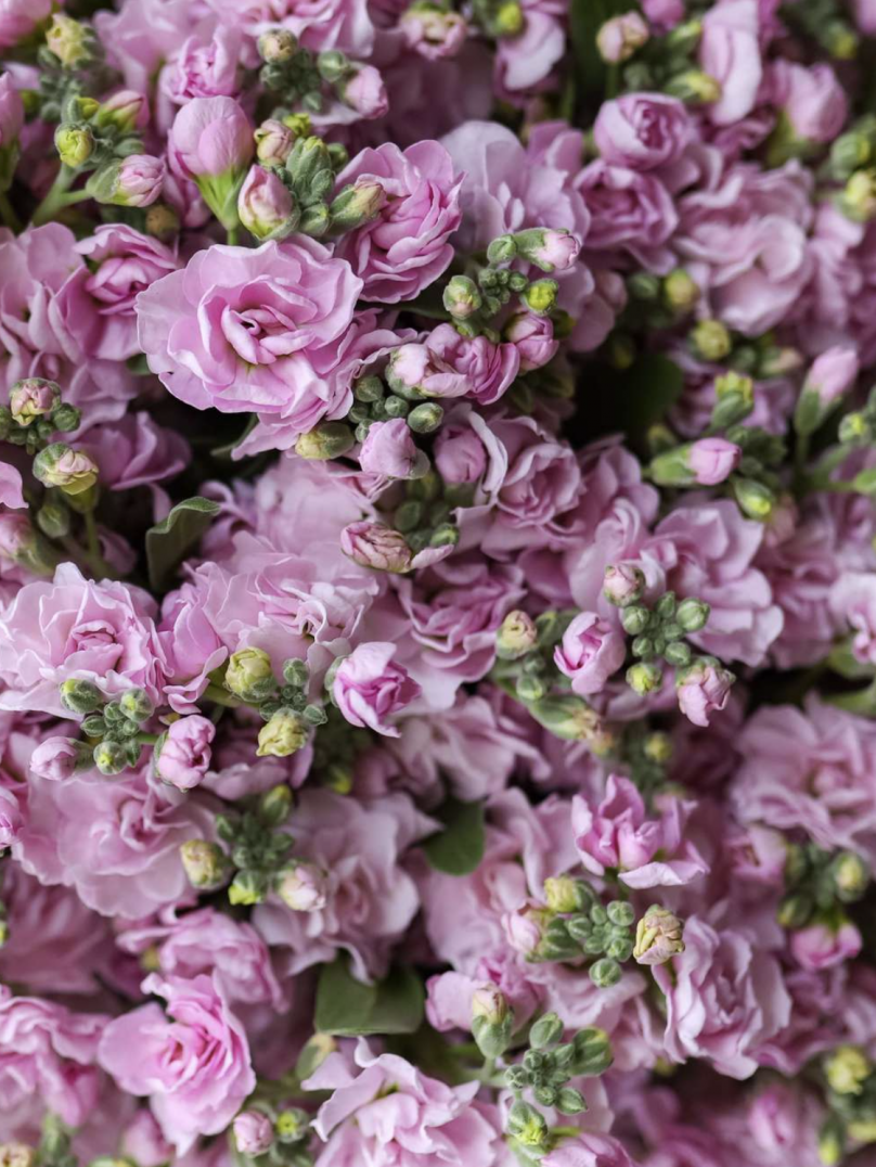 Dreamy Mist: Stocks with a Delicate Fragrance Choose from 30 to 700 - Image 6